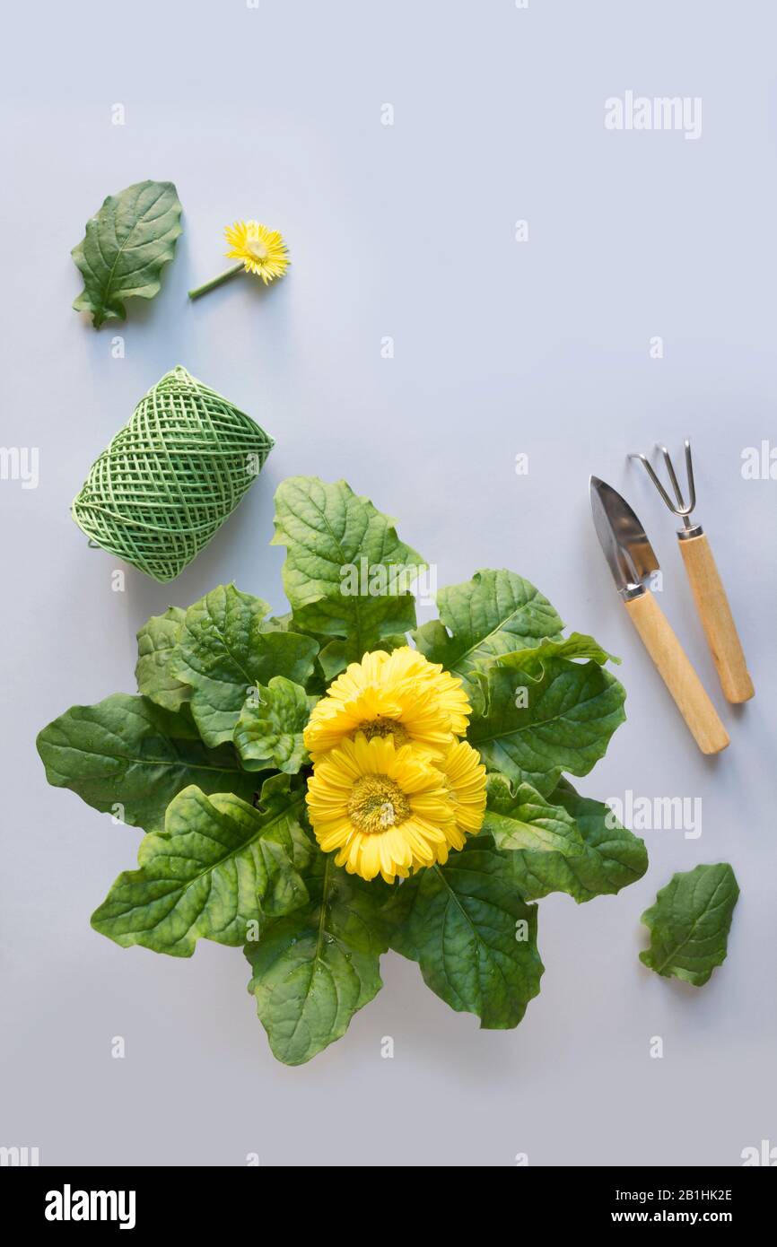 Fiori gialli gerbera in vaso e strumenti di giardinaggio su blu pastello. Concetto di giardinaggio. Orticoltura. Formato verticale. Foto Stock