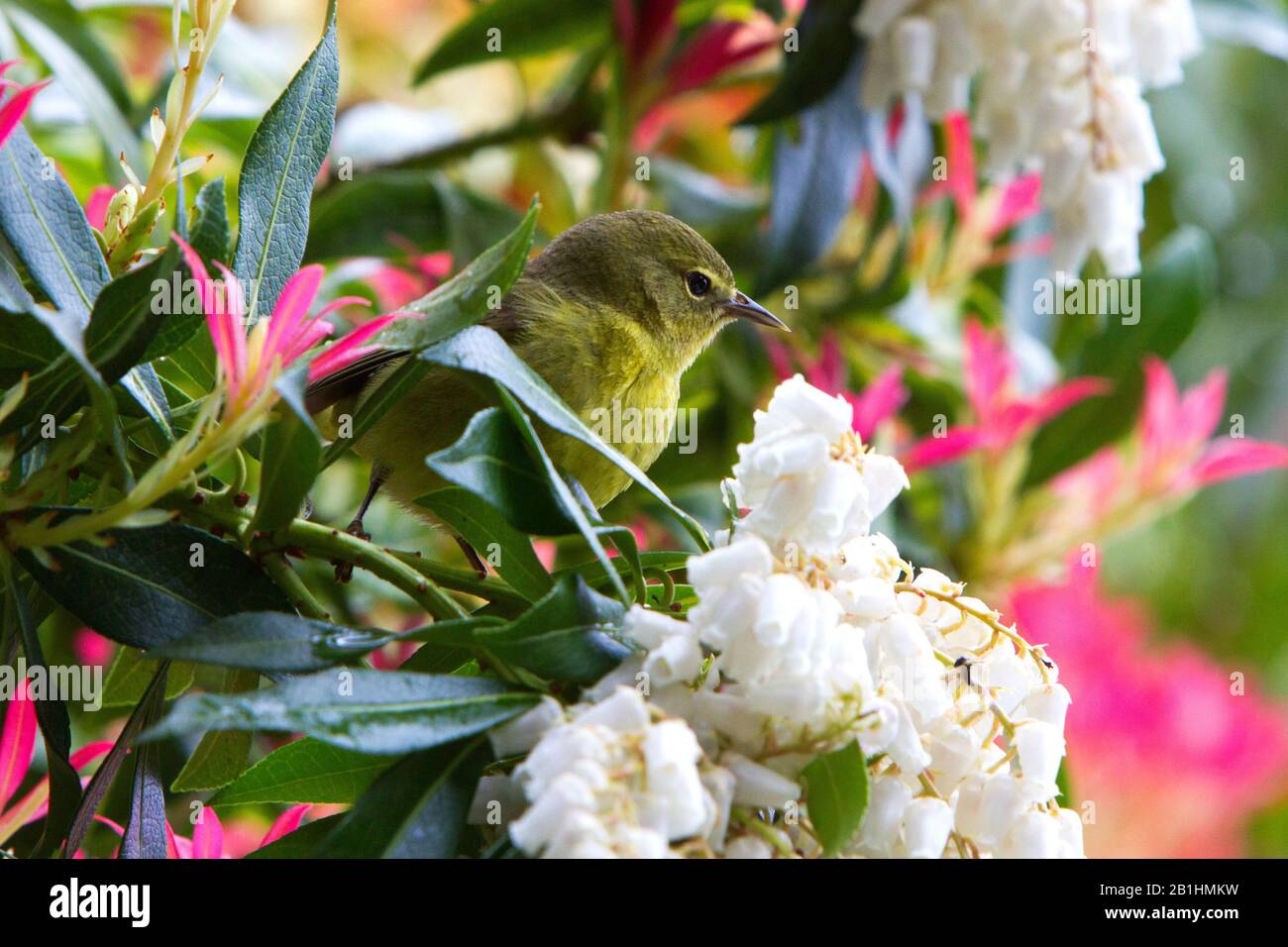 Warbler coronato d'arancia (Leiothlypis celata) appollaiato in un albero Japonica in fiore in un giardino a Nanaimo, Vancouver Island, BC, Canada in aprile Foto Stock