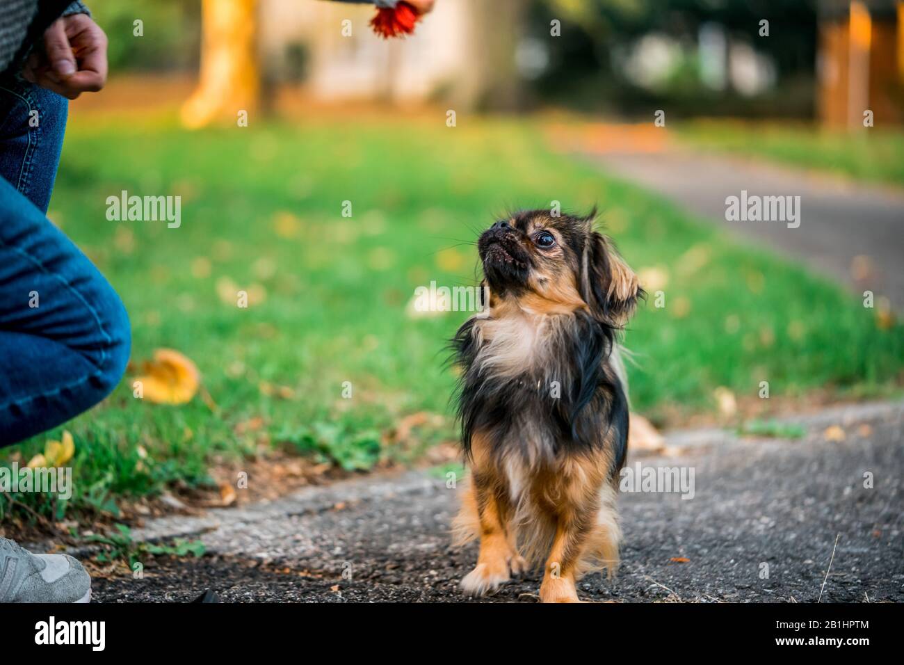 Chihuahua pekinese misto cane andare per una passeggiata a caccia di cane giocattolo Foto Stock