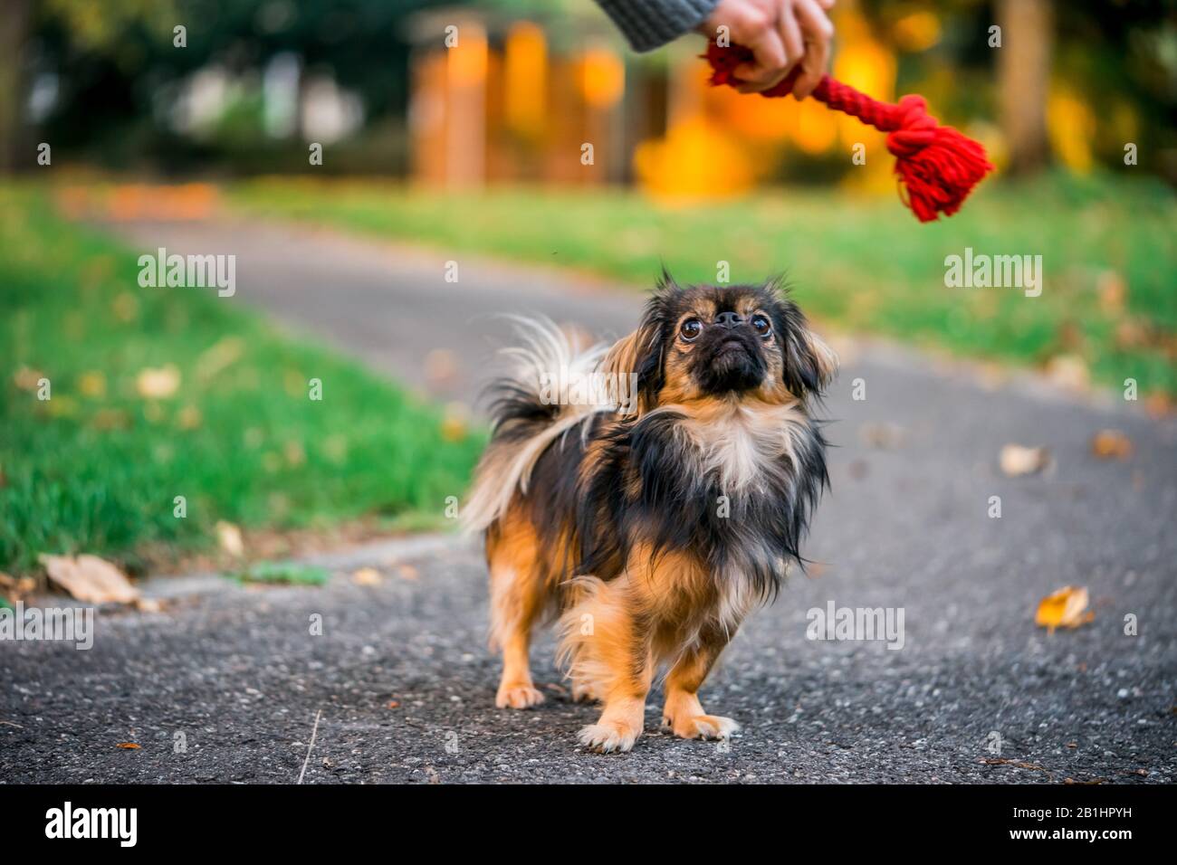 Chihuahua pekinese misto cane andare per una passeggiata a caccia di cane giocattolo Foto Stock