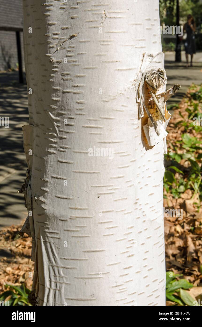 Parte del tronco di un albero di betulla d'argento, nome latino Betula Utilis, con parte della corteccia bianca che si stacca. Fine estate, autunno. Foto Stock
