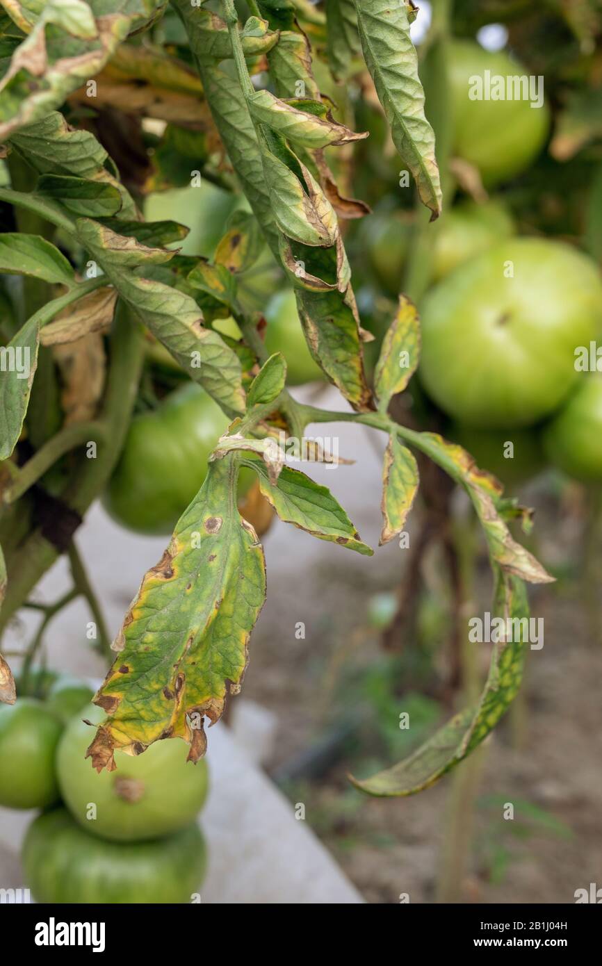 Malattia di Fusarium wilt su pomodoro. Danneggiato da malattia e pesti di foglie di pomodoro. Foto Stock