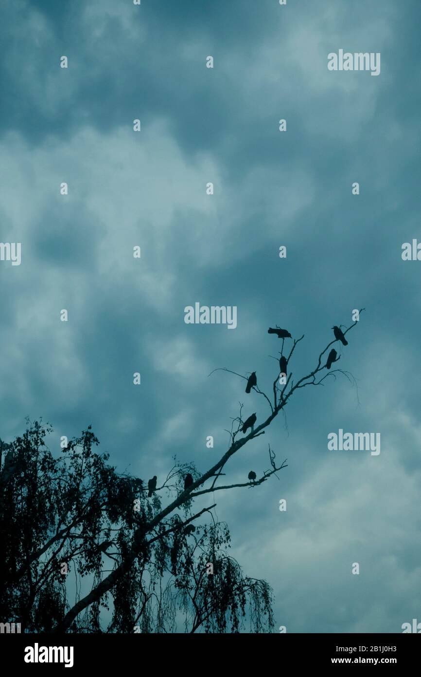 silhouette di corvi seduta su rami di albero Foto Stock