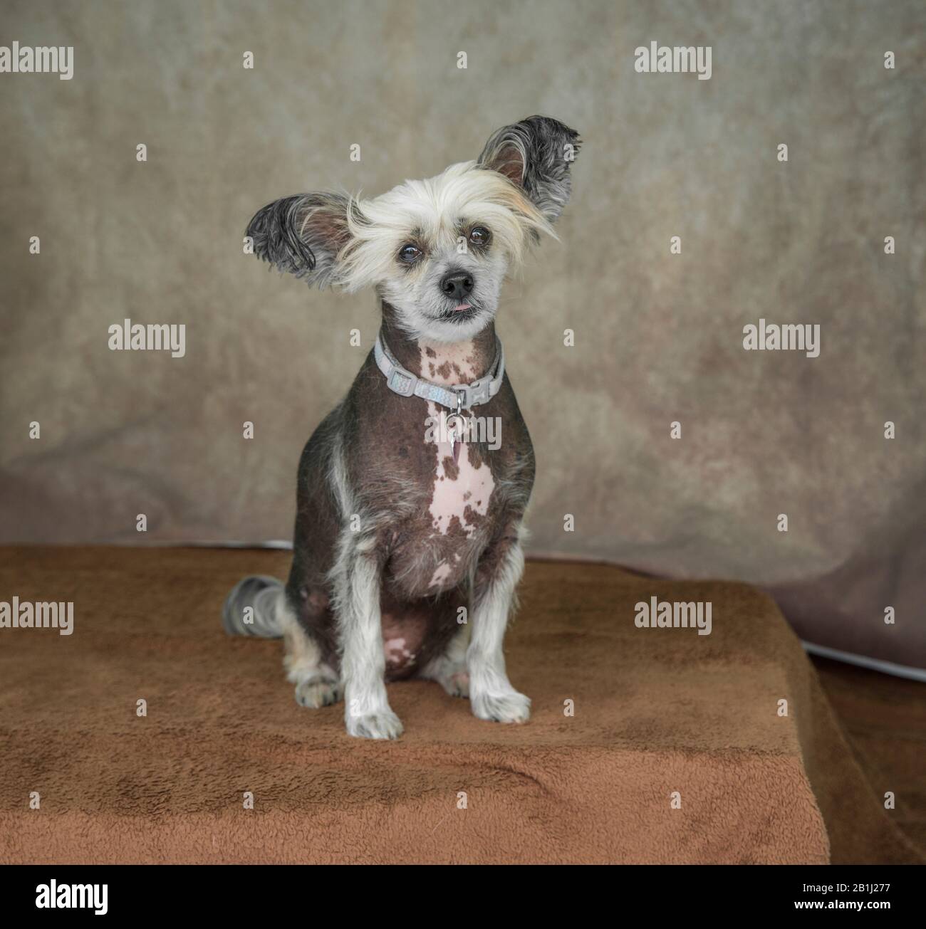 Cute cane ritratto Fotografia di un crested cinese Foto Stock