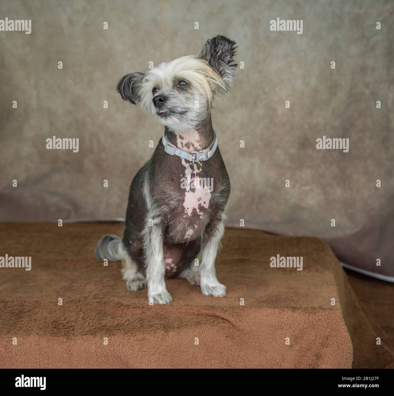 Cute cane ritratto Fotografia di un crested cinese Foto Stock