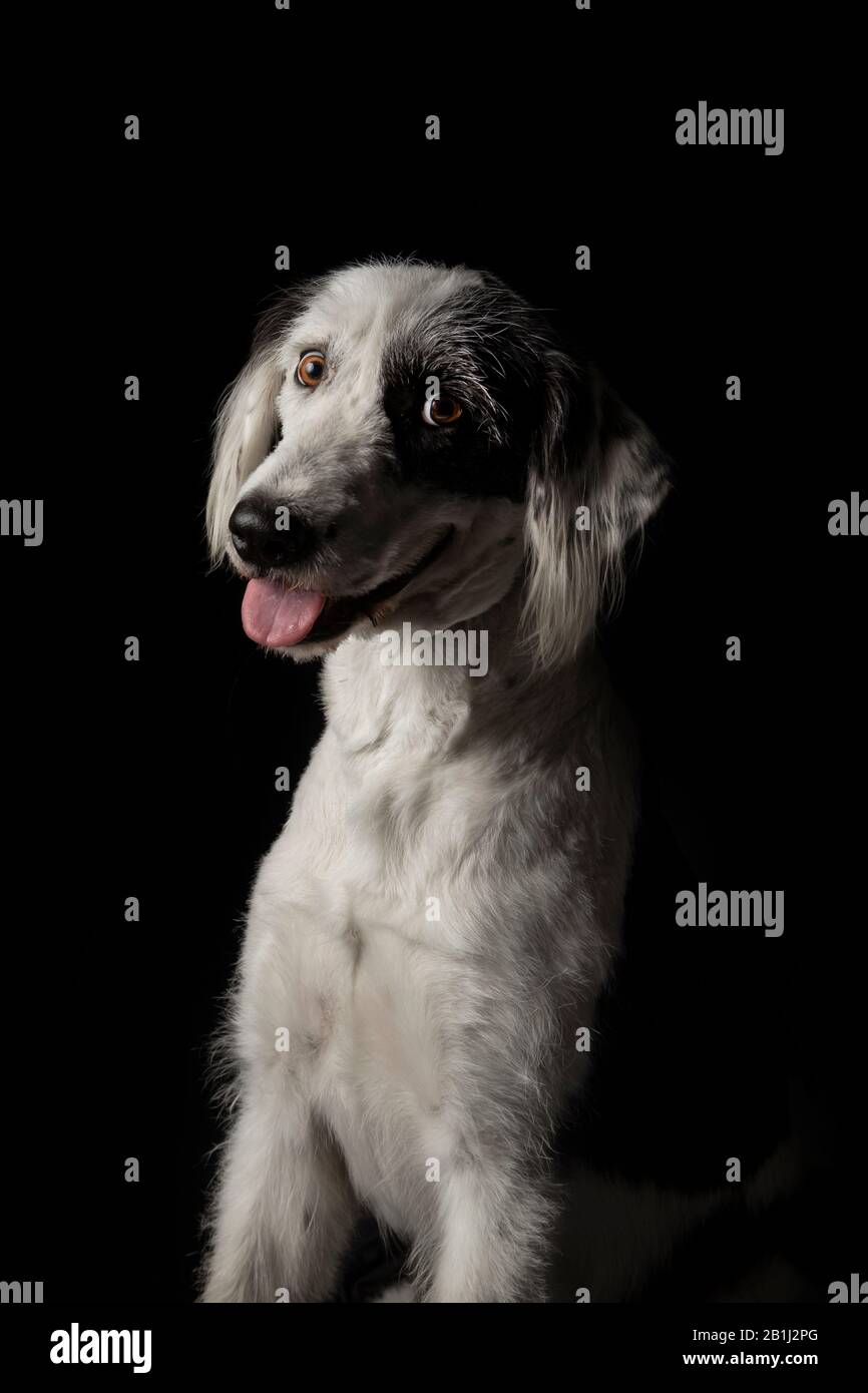 Divertente cane mongrel bianco e nero che guarda verso la fotocamera con il viso divertente e mezza lingua fuori su sfondo nero Foto Stock