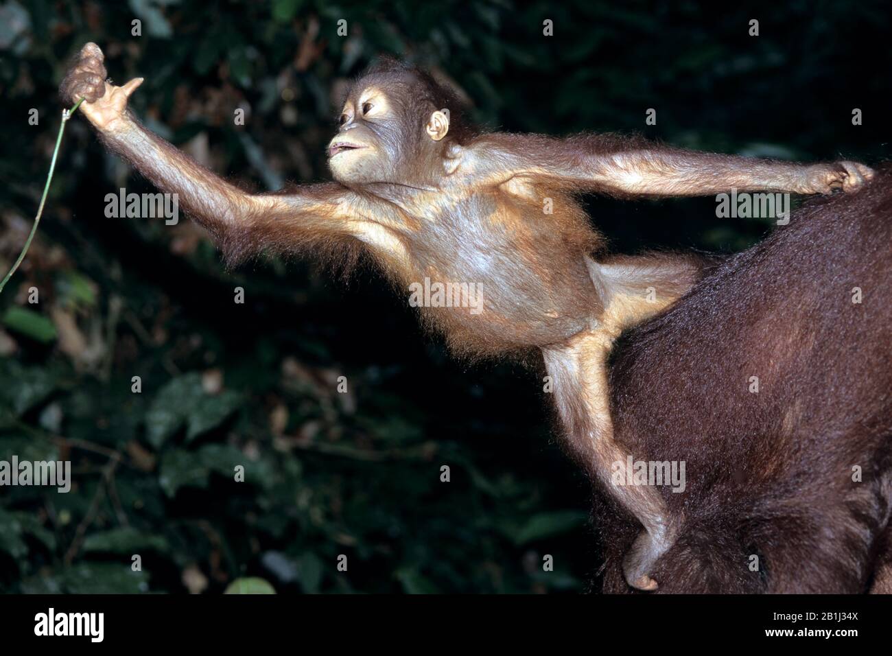 Orang-Utan, Auswilderungsstation, (Pongo Pygmaeu) Foto Stock