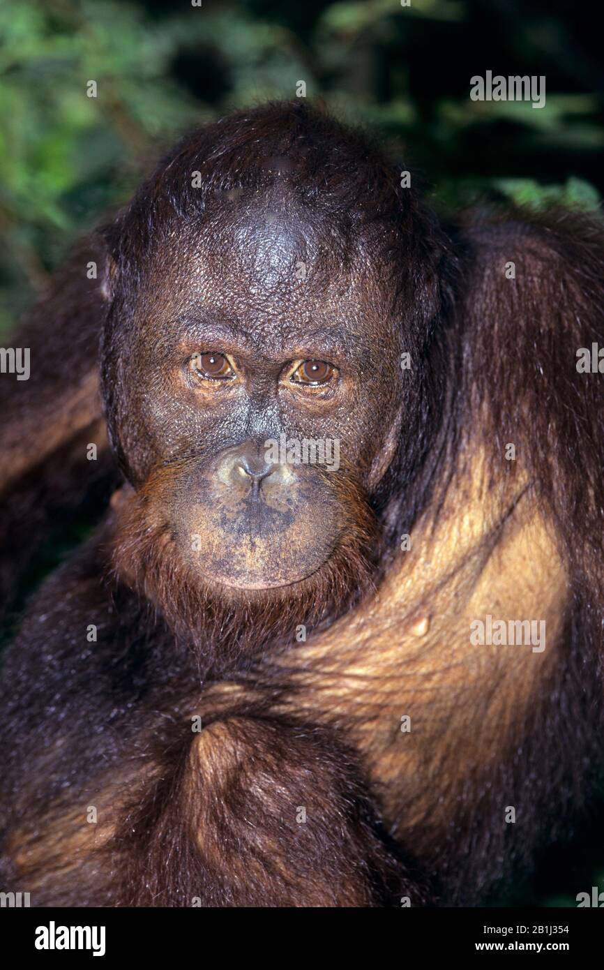 Orang-Utan, Auswilderungsstation,(Pongo Pygmaeus) Foto Stock