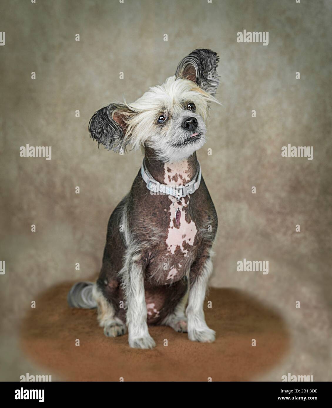 Cute cane ritratto Fotografia di un crested cinese Foto Stock