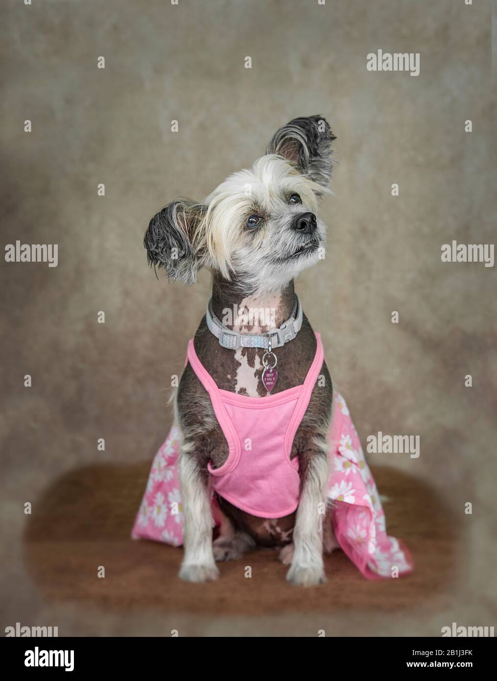 Cute cane ritratto Fotografia di un crested cinese Foto Stock