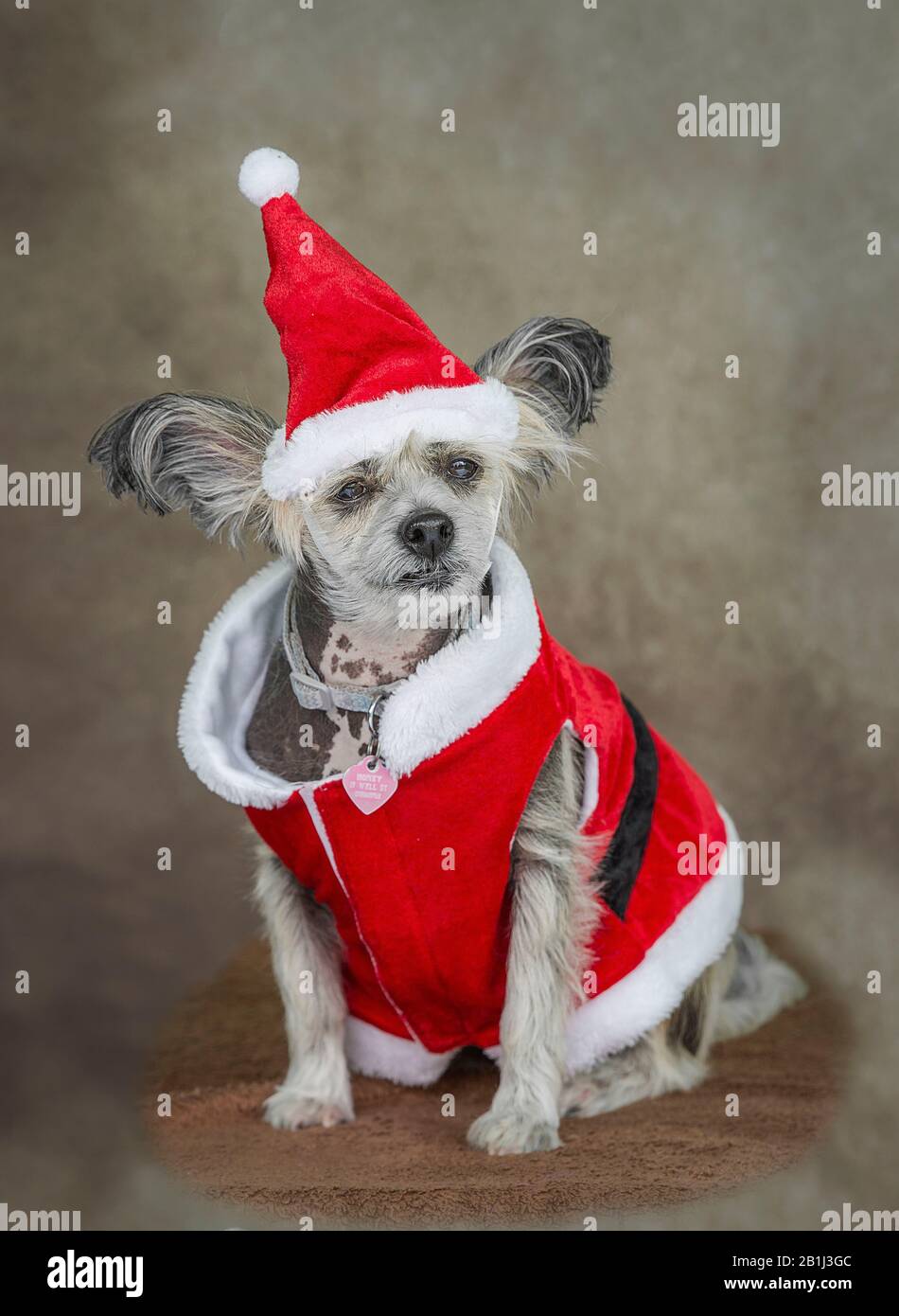 Cute cane ritratto Fotografia di un crested cinese Foto Stock
