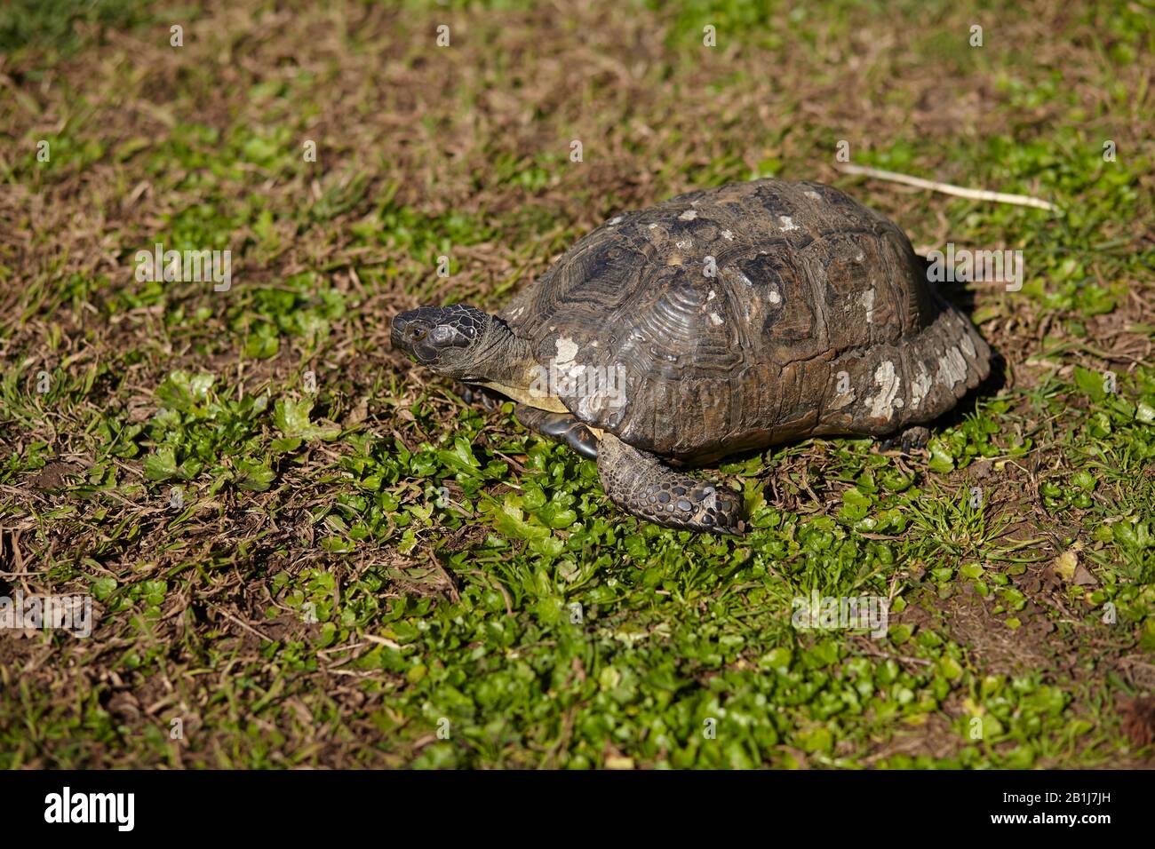 tartaruga greca su erba Foto Stock