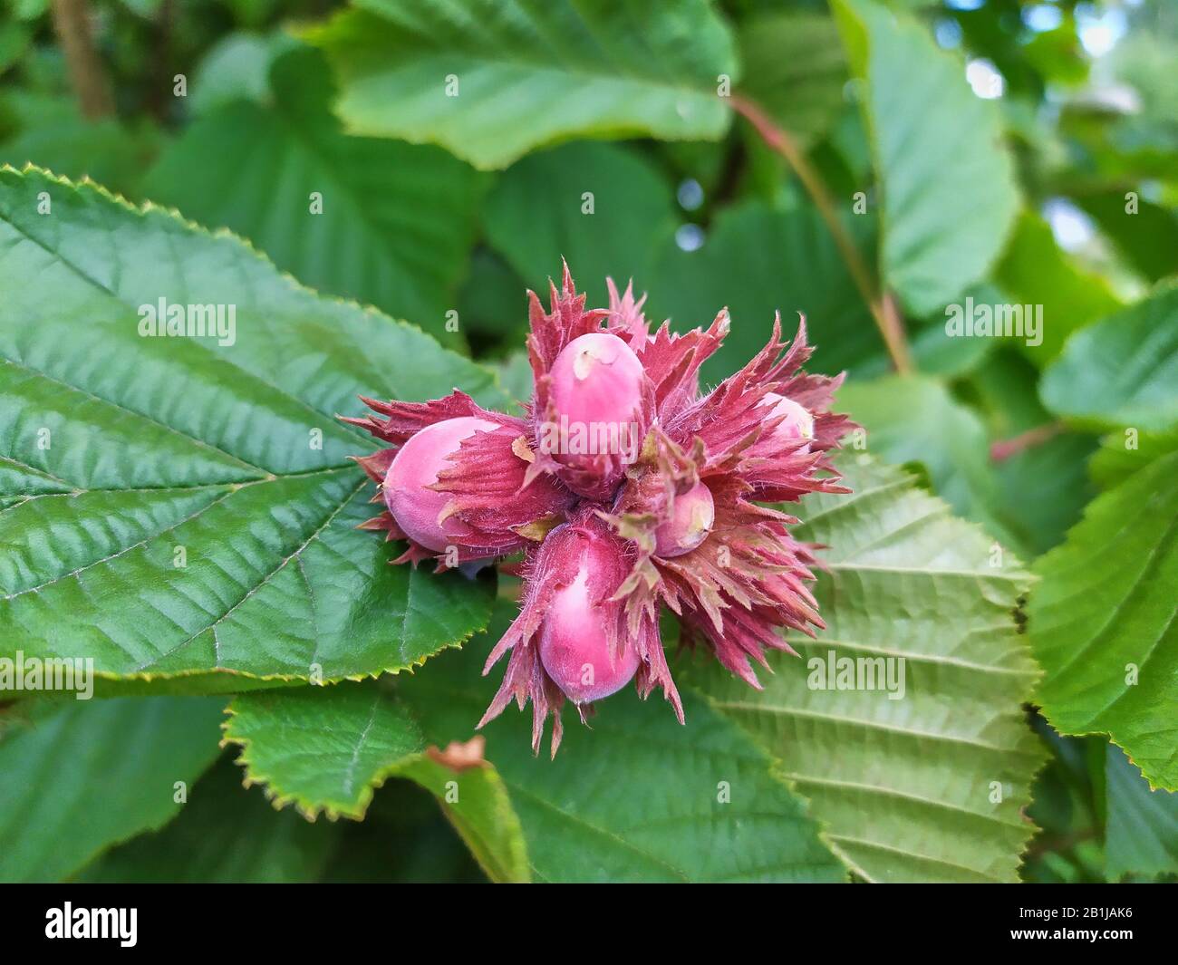 frutti di nocciola viola sullo sfondo di foglie verdi Foto Stock