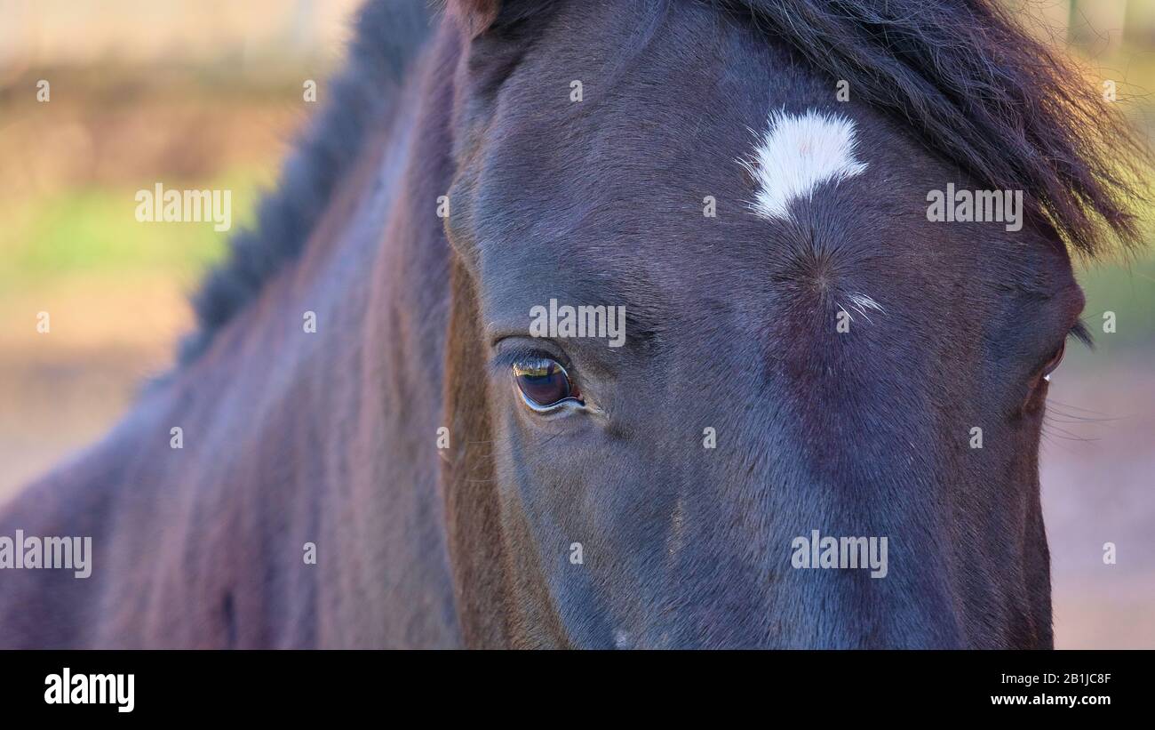 Ritratto di un cavallo nero con occhi tristi Foto Stock