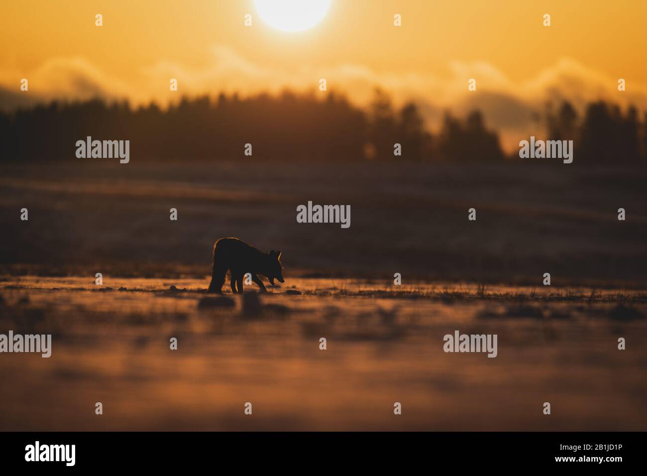 Silhouette della volpe Rossa (Vulpes vulpes) su prato coperto di neve. Sullo sfondo c'è un'alba sulla foresta. Luce dorata soffusa. Foto Stock