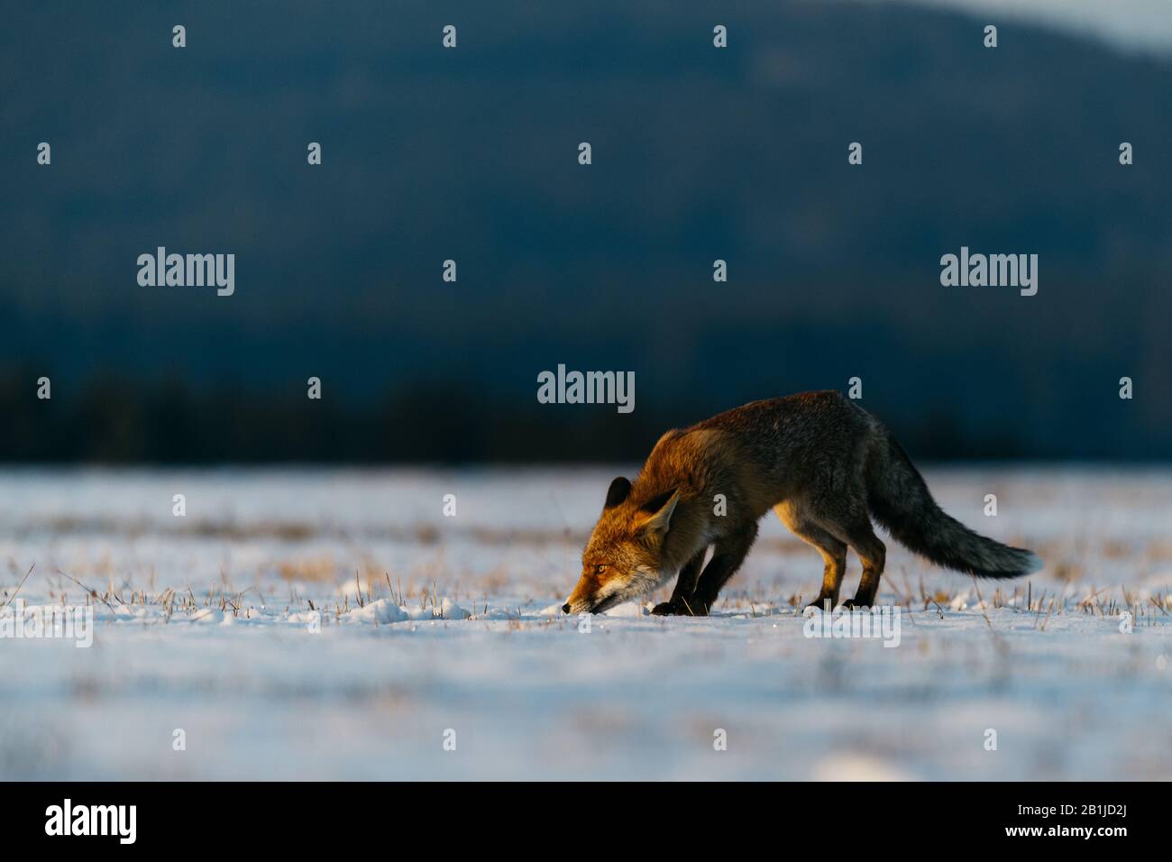 Volpe rossa (Vulpes Vulpes) che corre su un prato coperto di neve. Sullo sfondo c'è una foresta. Mattina invernale, luce dorata soffusa. La volpe è sul hun Foto Stock