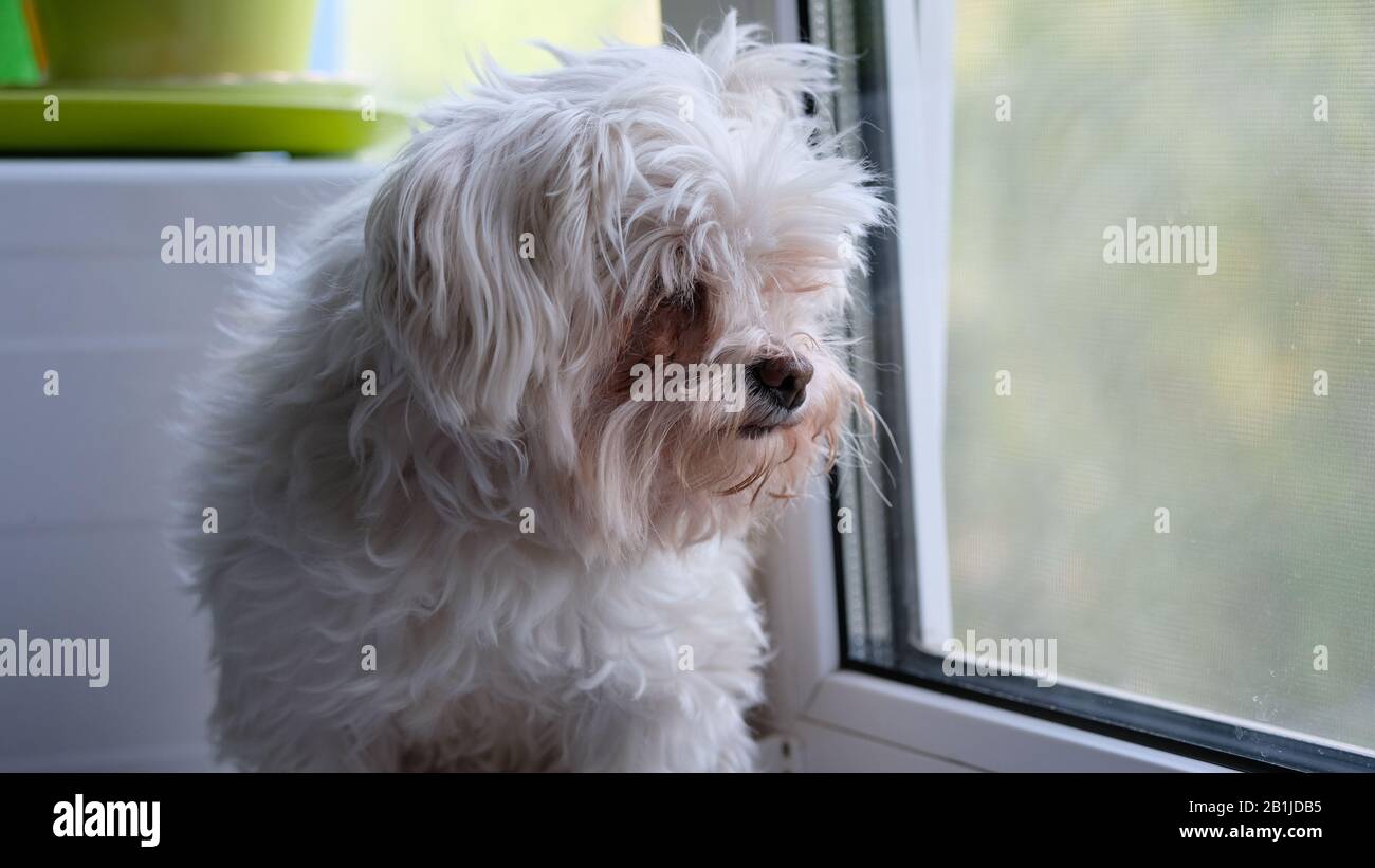 Cane maltese sul davanzale che guarda fuori la finestra Foto Stock