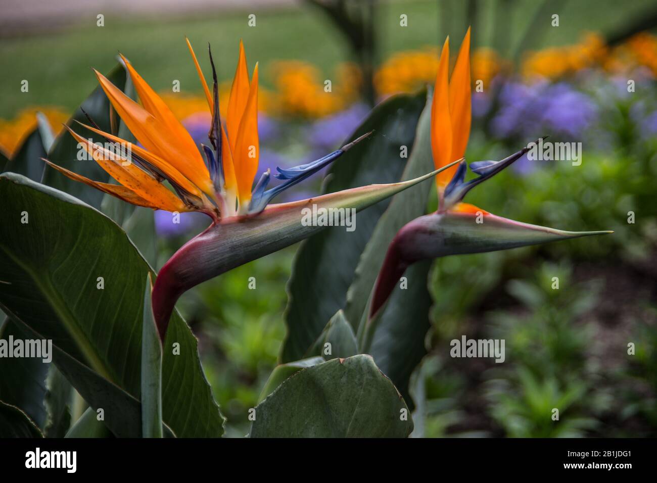 fiori d'arancio dell'uccello del fiore del paradiso Foto Stock