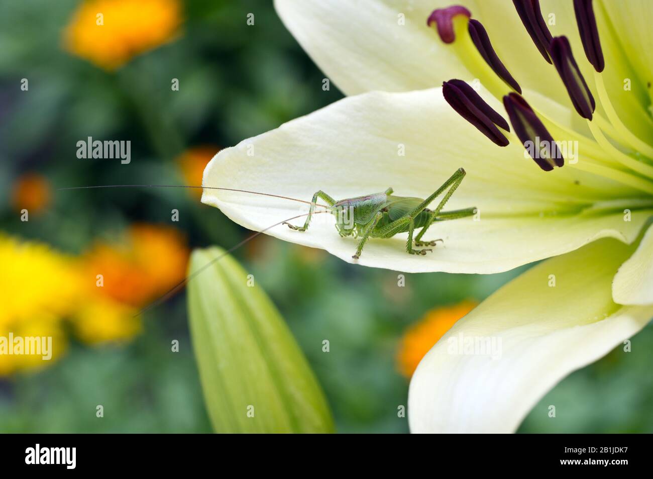 Lily fiore su uno sfondo di erba verde. Grasshopper su un petalo di giglio. Bella sfondo estivo. Macro Foto Stock