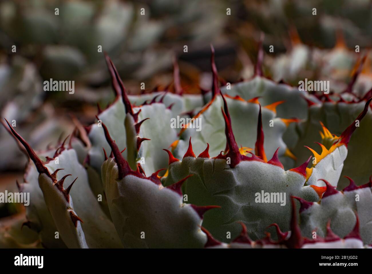 Agave Potatorum - una pianta succulenta spinosa fotografia. Foto Stock