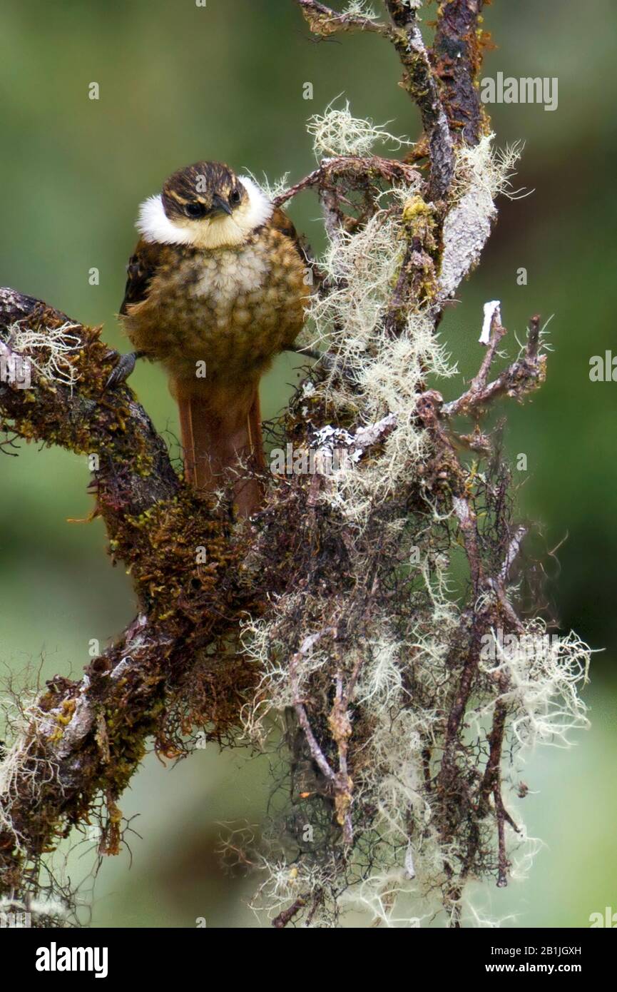 Stremed Tuftedguancia, Pseuddocolaptes boissonneauii (Pseuddocolaptes boissonneauii), arroccato su ramo mossy, Sud America Foto Stock