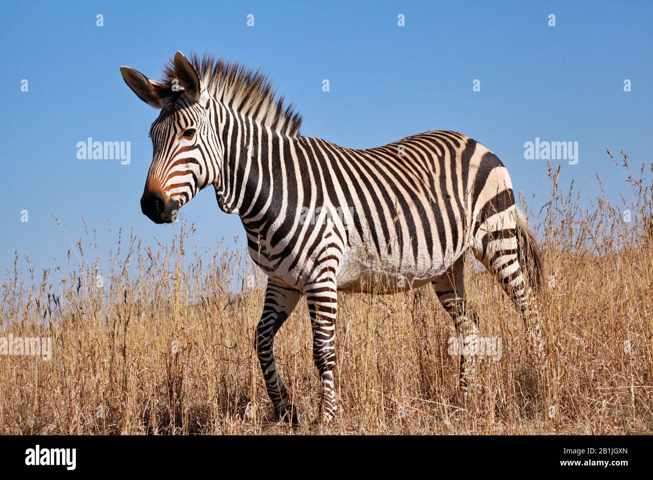 Zebra di Hartmann, zebra di montagna (Equus zebra hartmannae), zebra foal in piedi nella savana, vista laterale, Sud Africa, Lowveld, Krueger National Park Foto Stock