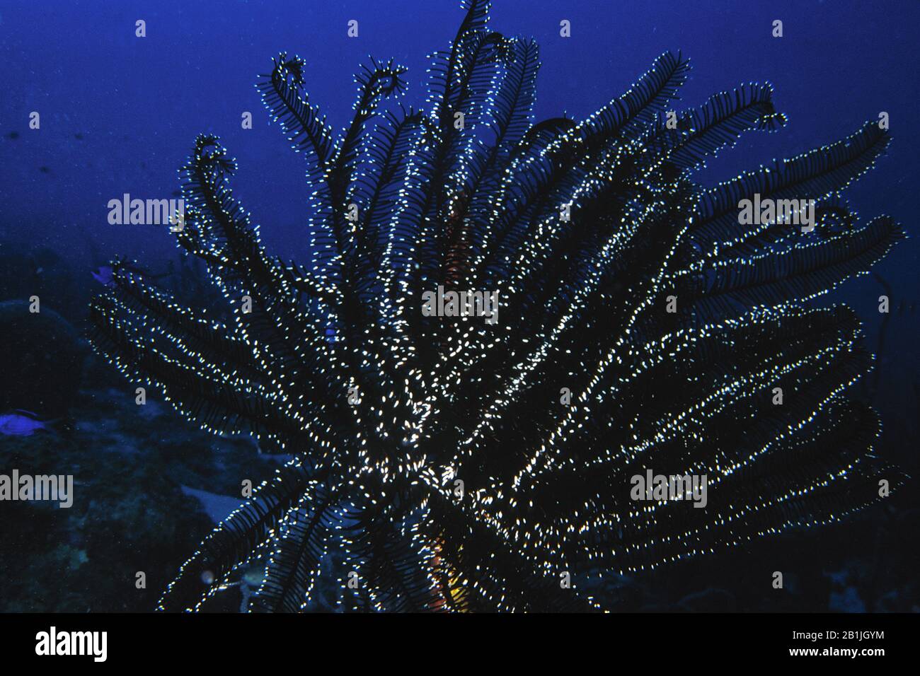Giglio di mare, crinioide (Crinoidea), Antille Olandesi, Curacao Foto Stock