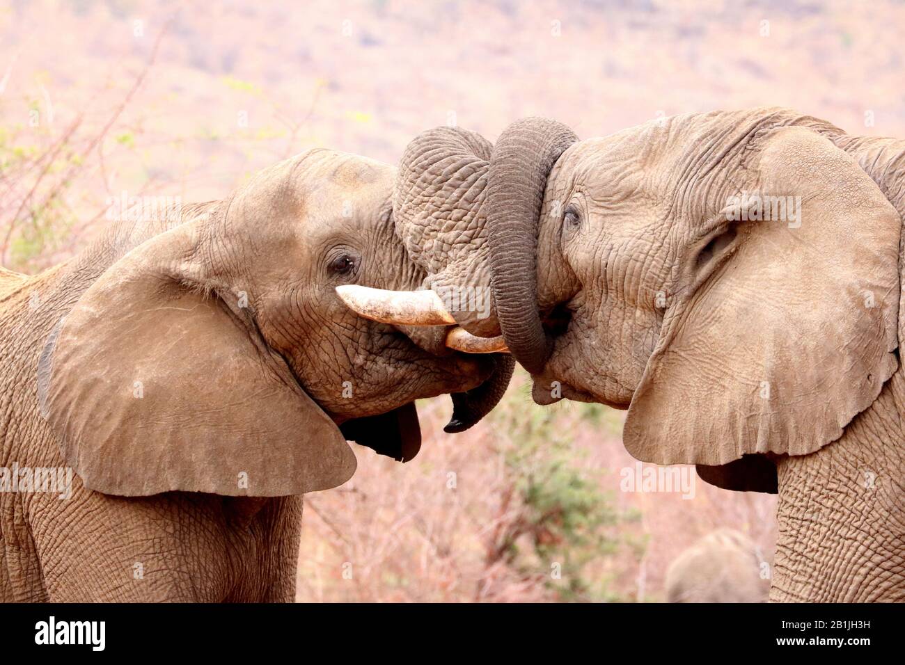 Elefante africano (Loxodonta africana), giovani elefanti coccolanti, Sudafrica, Lowveld, Krueger National Park Foto Stock