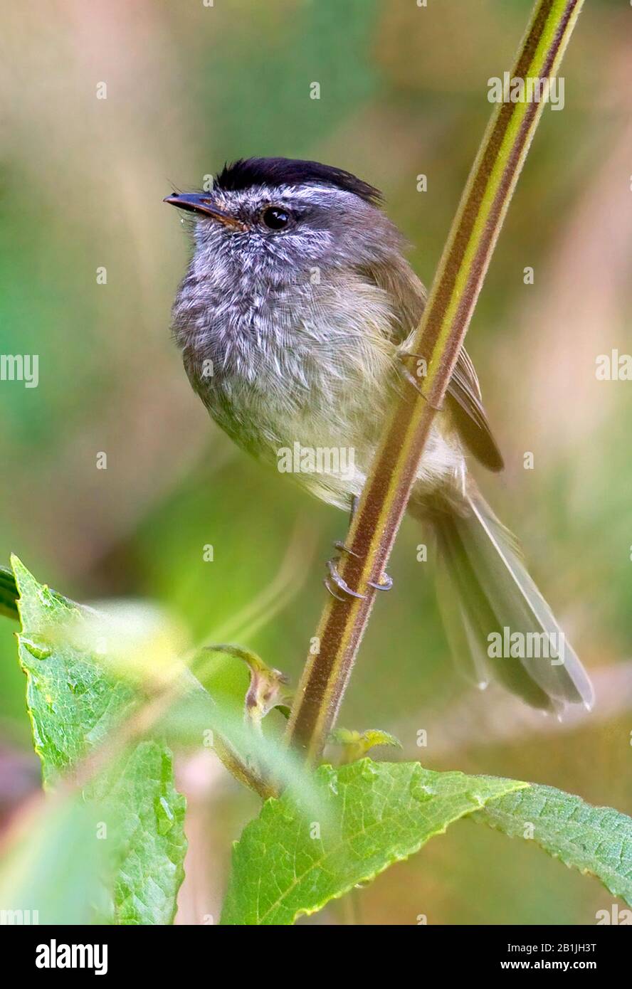 Unstreaked Tit-Tyrant (Uromyias agraphia), specie endemiche di uccelli in Perù, Perù Foto Stock
