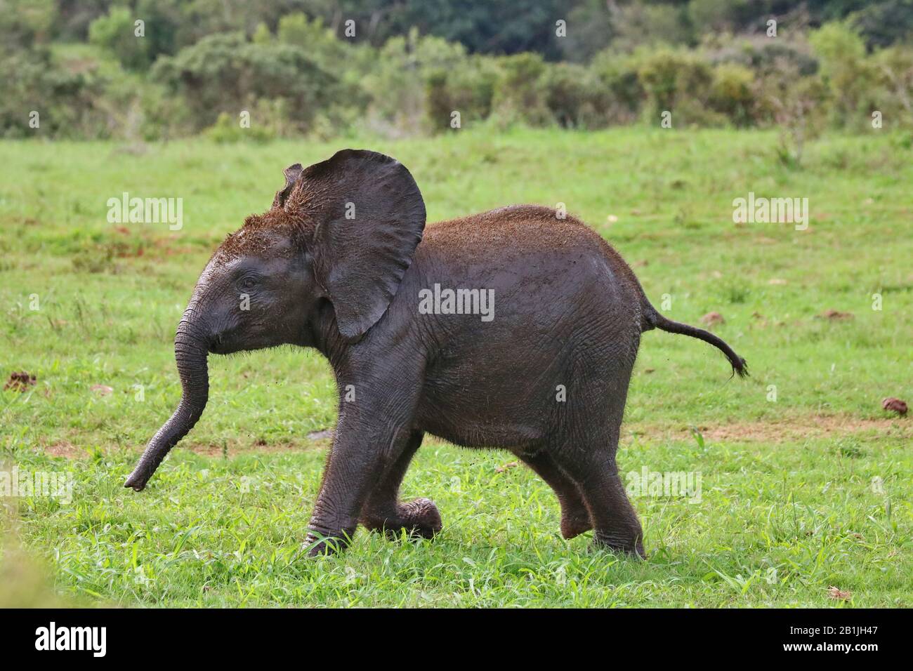 Elefante africano (Loxodonta africana), elefante bambino, Sud Africa, Lowveld, Krueger National Park Foto Stock