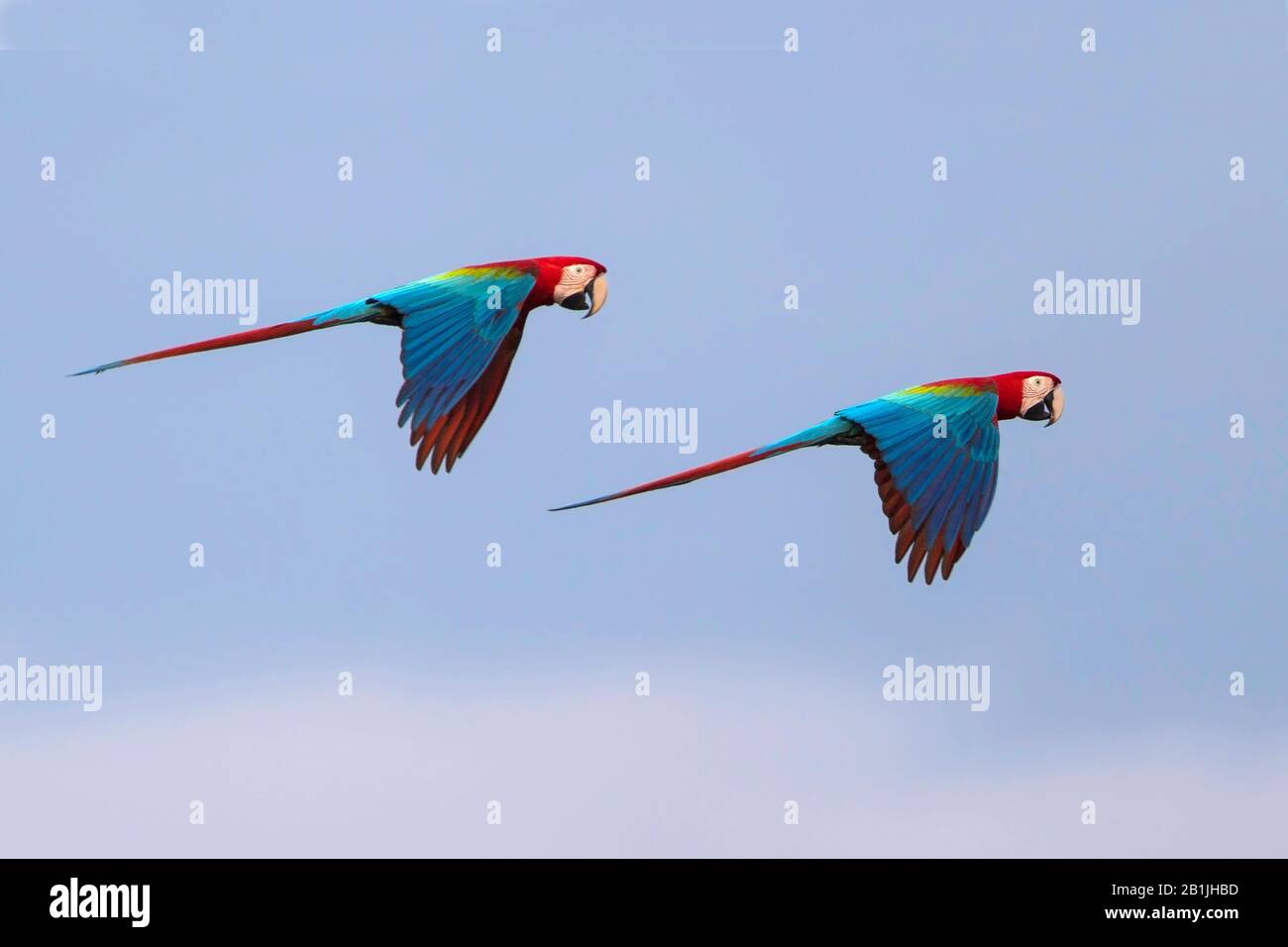 Macaw dalle ali verdi (Ara cloroptera), due pappagalli dalle ali verdi in volo, vista laterale, Guyana Foto Stock