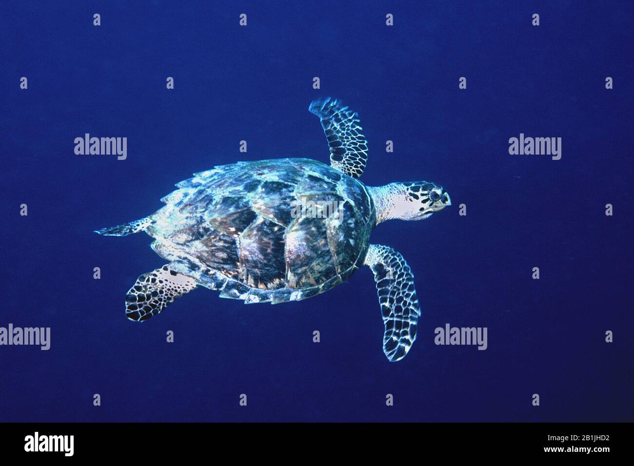 Tartaruga di Hawksbill, tartaruga marina di Hawksbill (Eretmochelys imbricata), Antille olandesi, Curacao Foto Stock