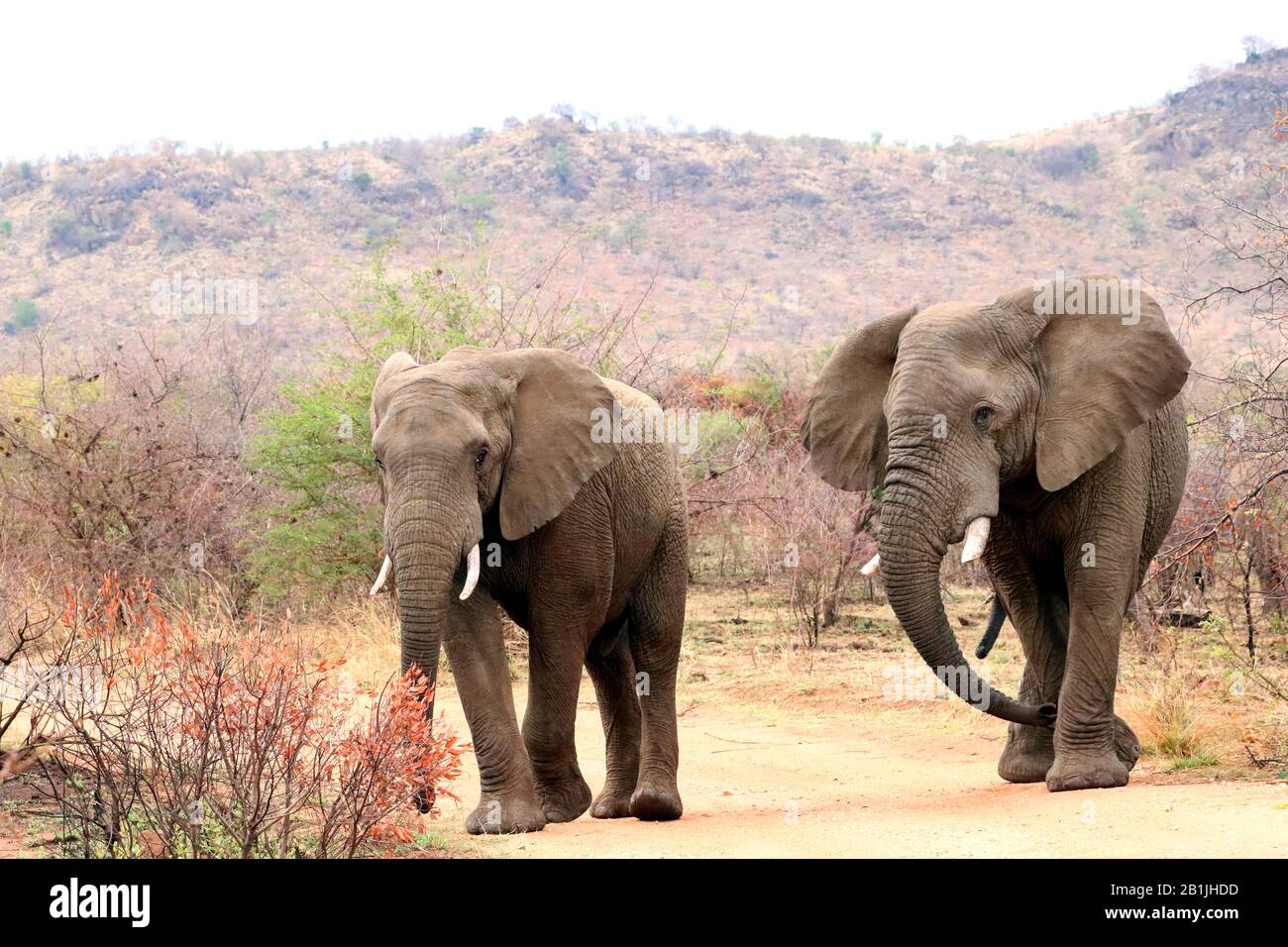 Elefante africano (Loxodonta africana), due elefanti in macchia, Sudafrica, Lowveld, Krueger National Park Foto Stock