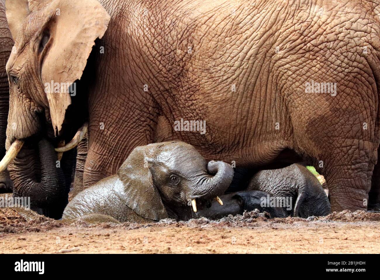 Elefante africano (Loxodonta africana), bagno di fango, Sud Africa, Lowveld, Krueger National Park Foto Stock