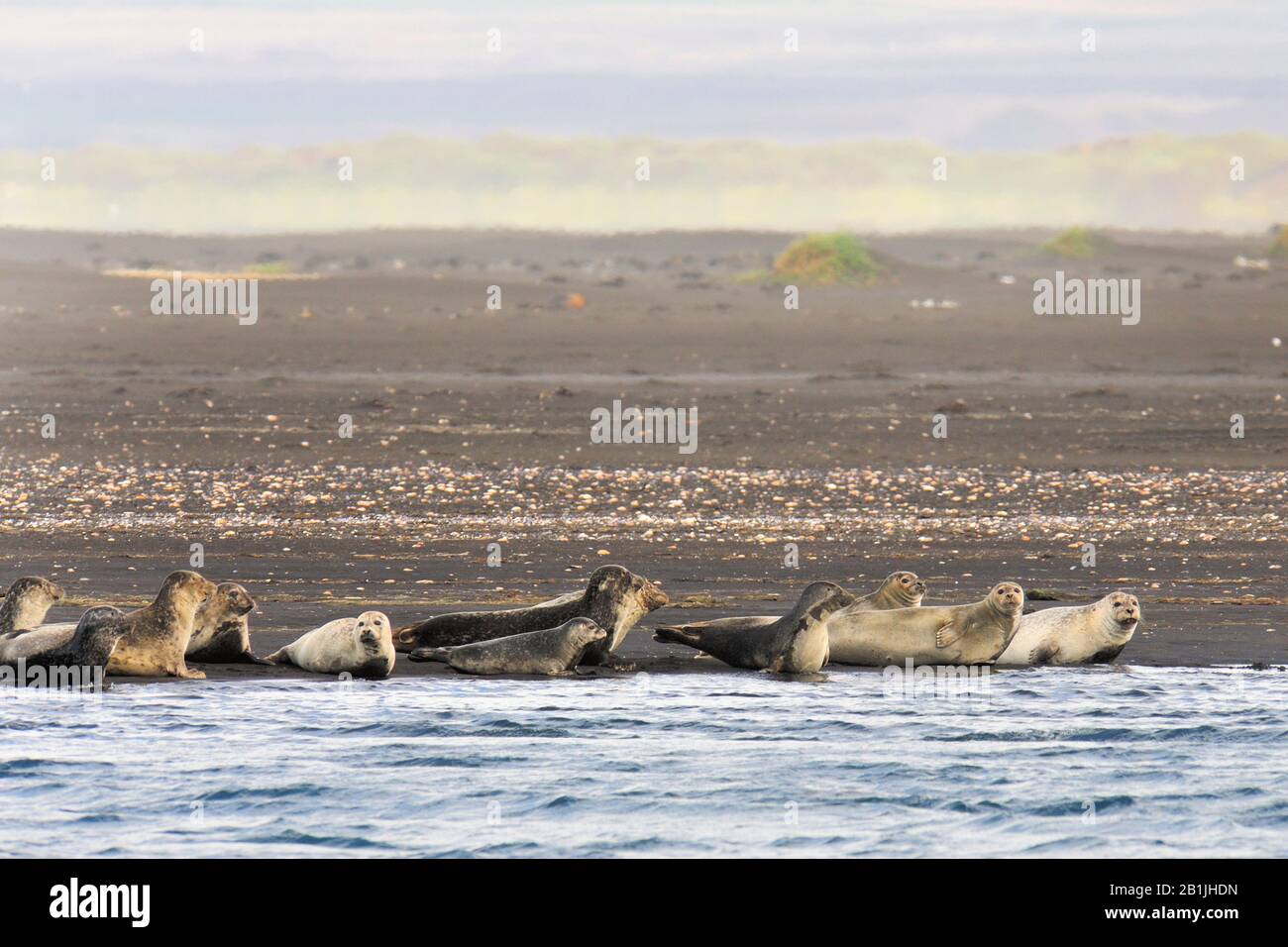 Guarnizione ad anello (Phoca hispida, Pusa hispida), gruppo sulla spiaggia, Islanda, Hvammstangi Foto Stock