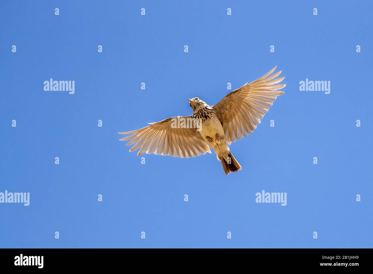 Thekla lark (Galerida malabarica, Galerida theklae), in volo, Spagna Foto Stock