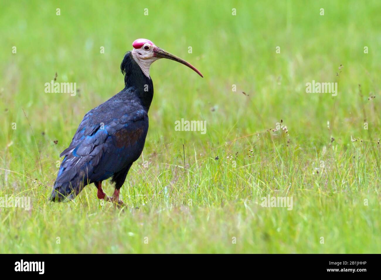 Bald ibis (Geronticus calvus), su un prato, Sud Africa Foto Stock