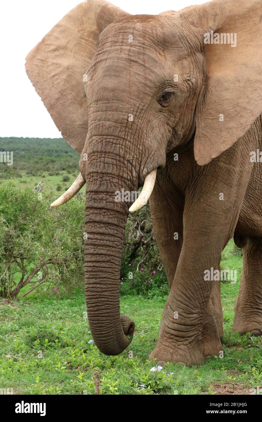 Elefante africano (Loxodonta africana), in macchia, Sud Africa, Lowveld, Krueger National Park Foto Stock