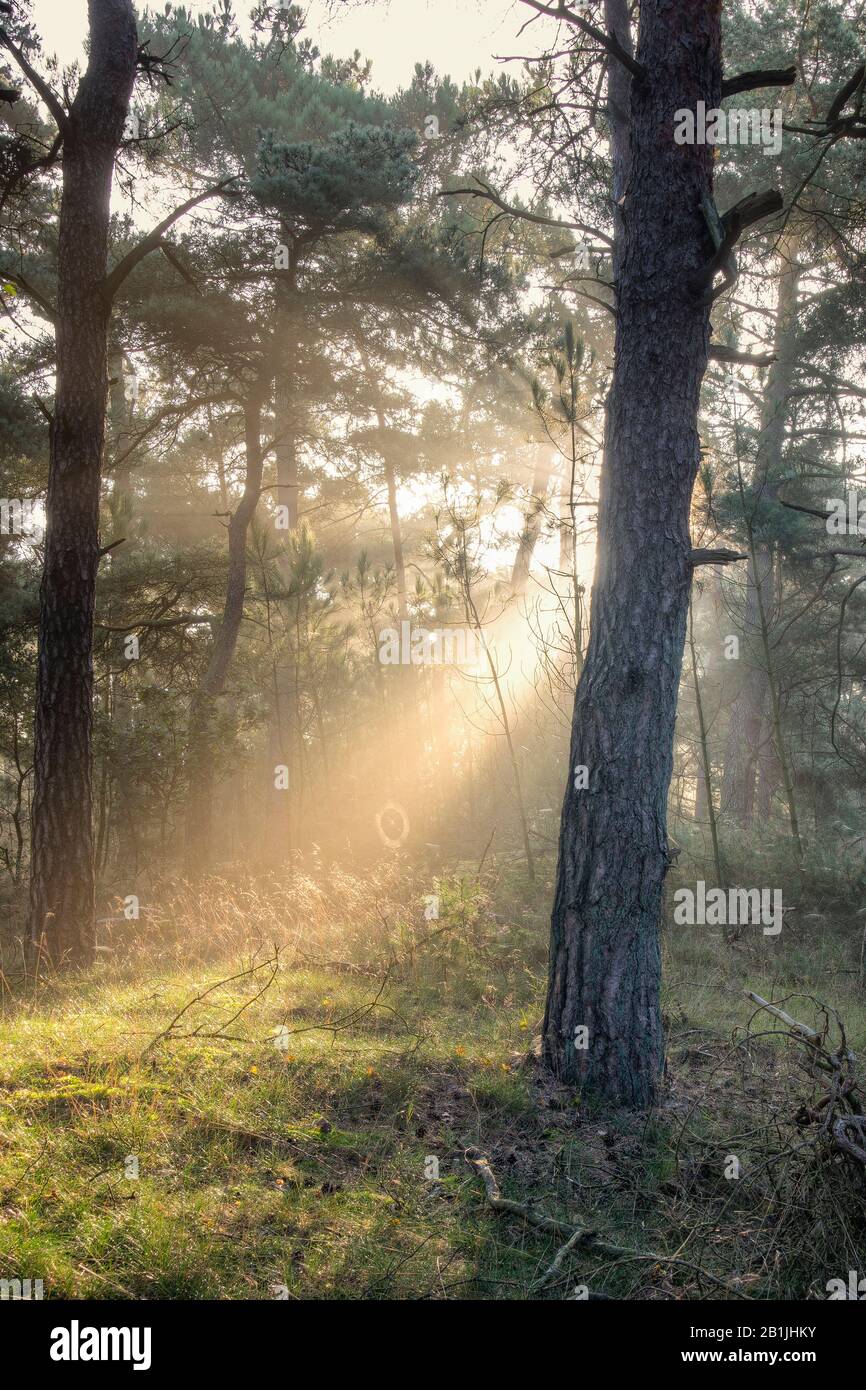 Alba nebbiosa nel parco nazionale, Paesi Bassi, Nordbrab, Parco Nazionale De Loonse en Drunense Duinen Foto Stock