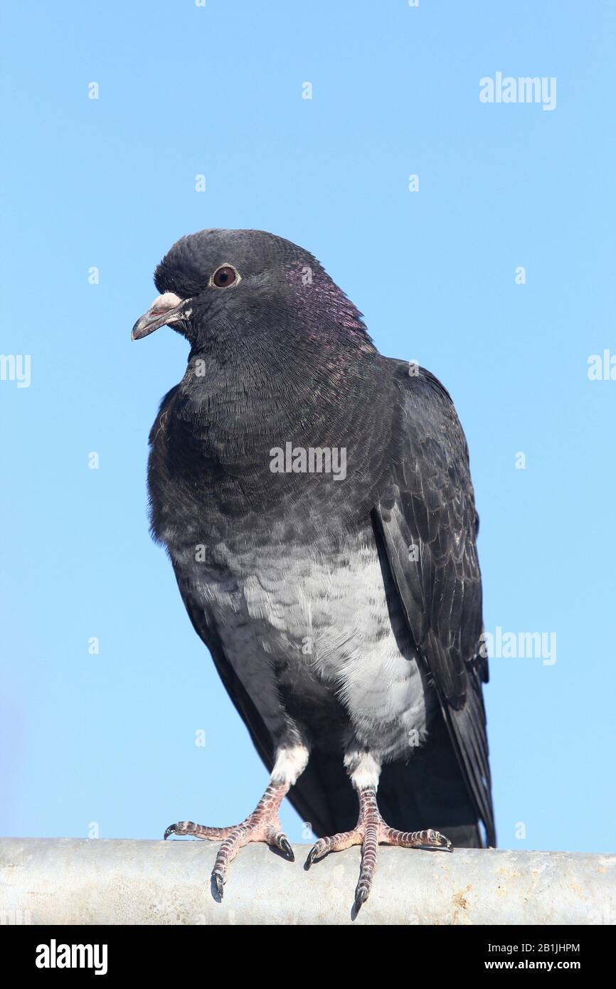 Piccione domestico (Columba livia F. domestica), perching su una ringhiera, vista frontale, Germania Foto Stock