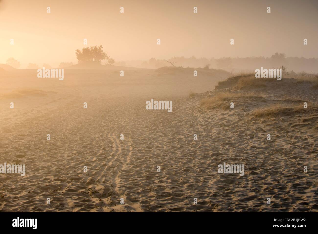 Alba nebbiosa nel parco nazionale De Loonse en Drunense Duinen, Paesi Bassi, Nordbrab, Parco nazionale De Loonse en Drunense Duinen Foto Stock