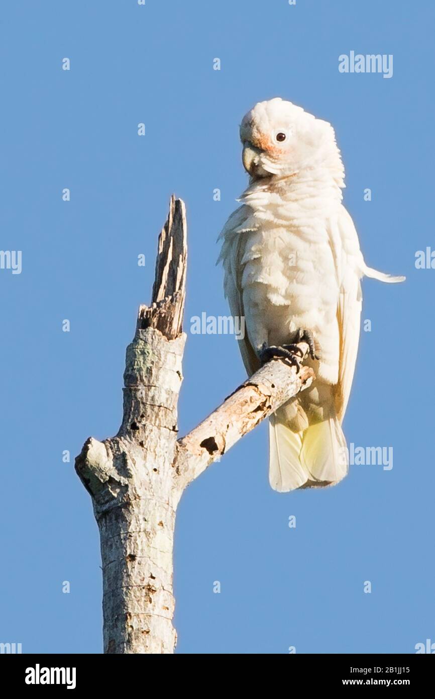 Il cockatoo di Goffin (Cacatua goffini, Cacatua goffiniana), su un albero, Indonesia, Isole Tanimbar, Isole minori Sunda Foto Stock