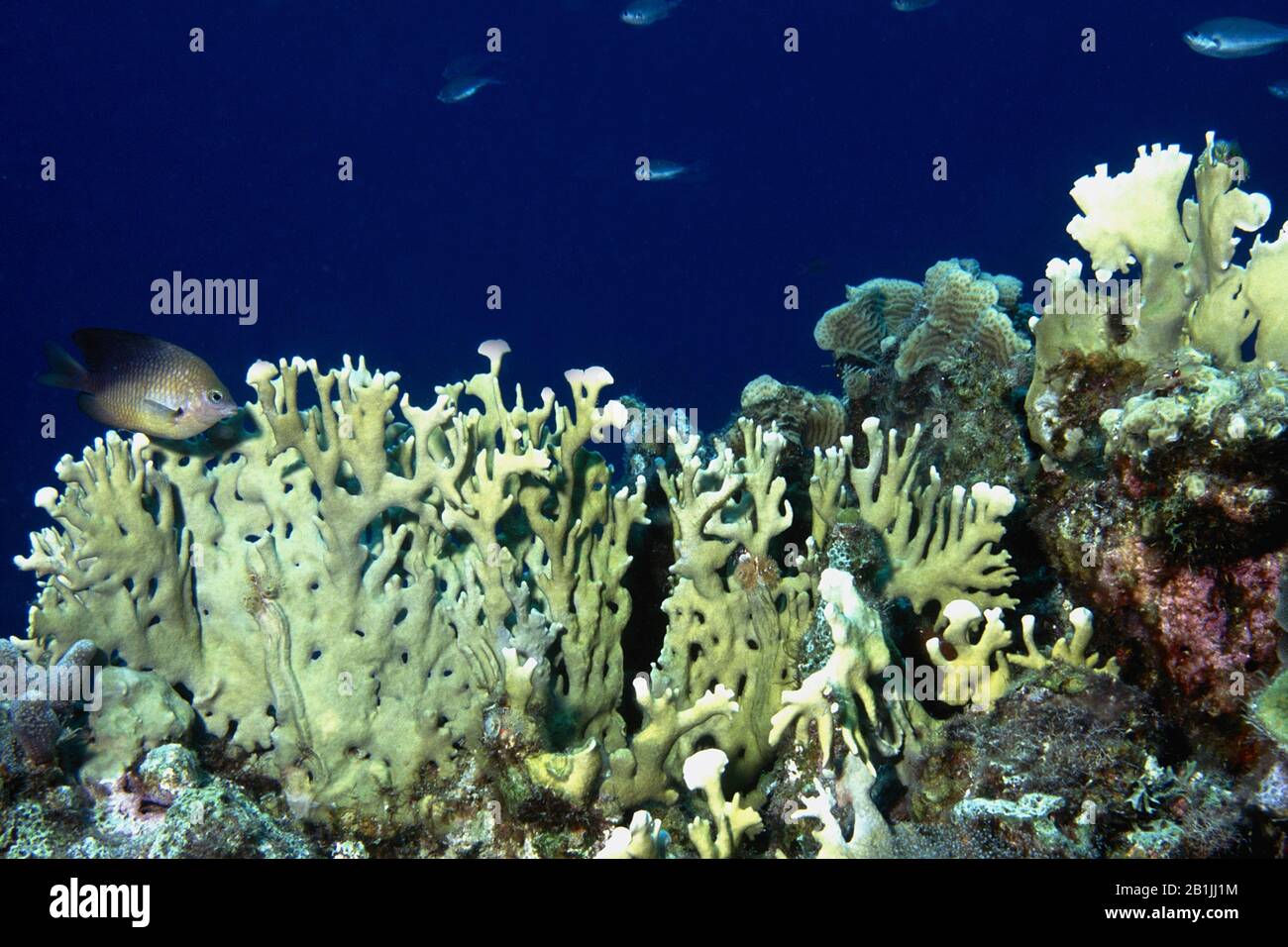Ramificazione corallo fuoco (Millepora alcicornis), Antille Olandesi, Curacao Foto Stock