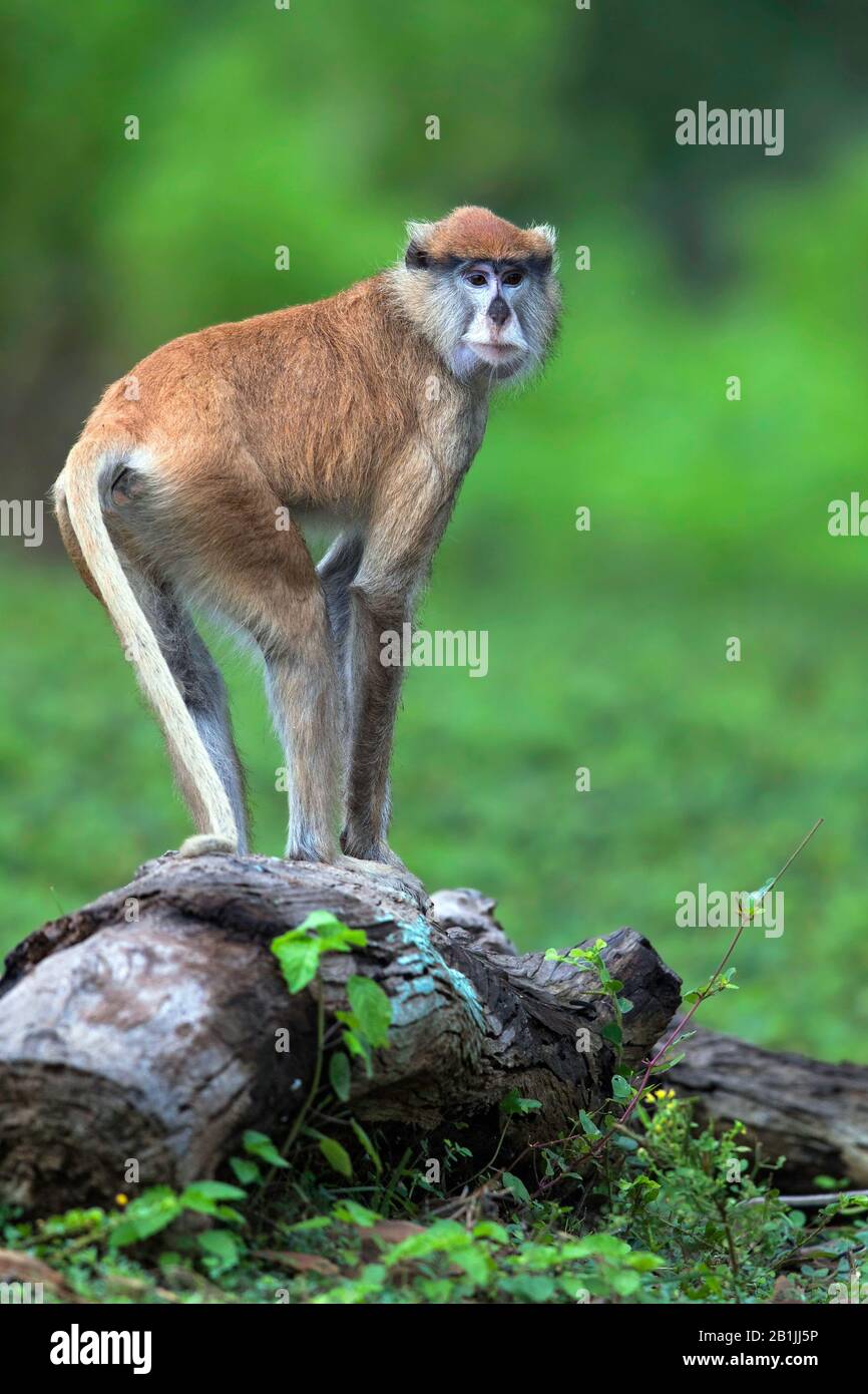 Scimmia di Patas, guenon rosso, scimmia rossa, scimmia di marsar, nisnas (patas di Erythrocebus), in piedi su legno morto Foto Stock
