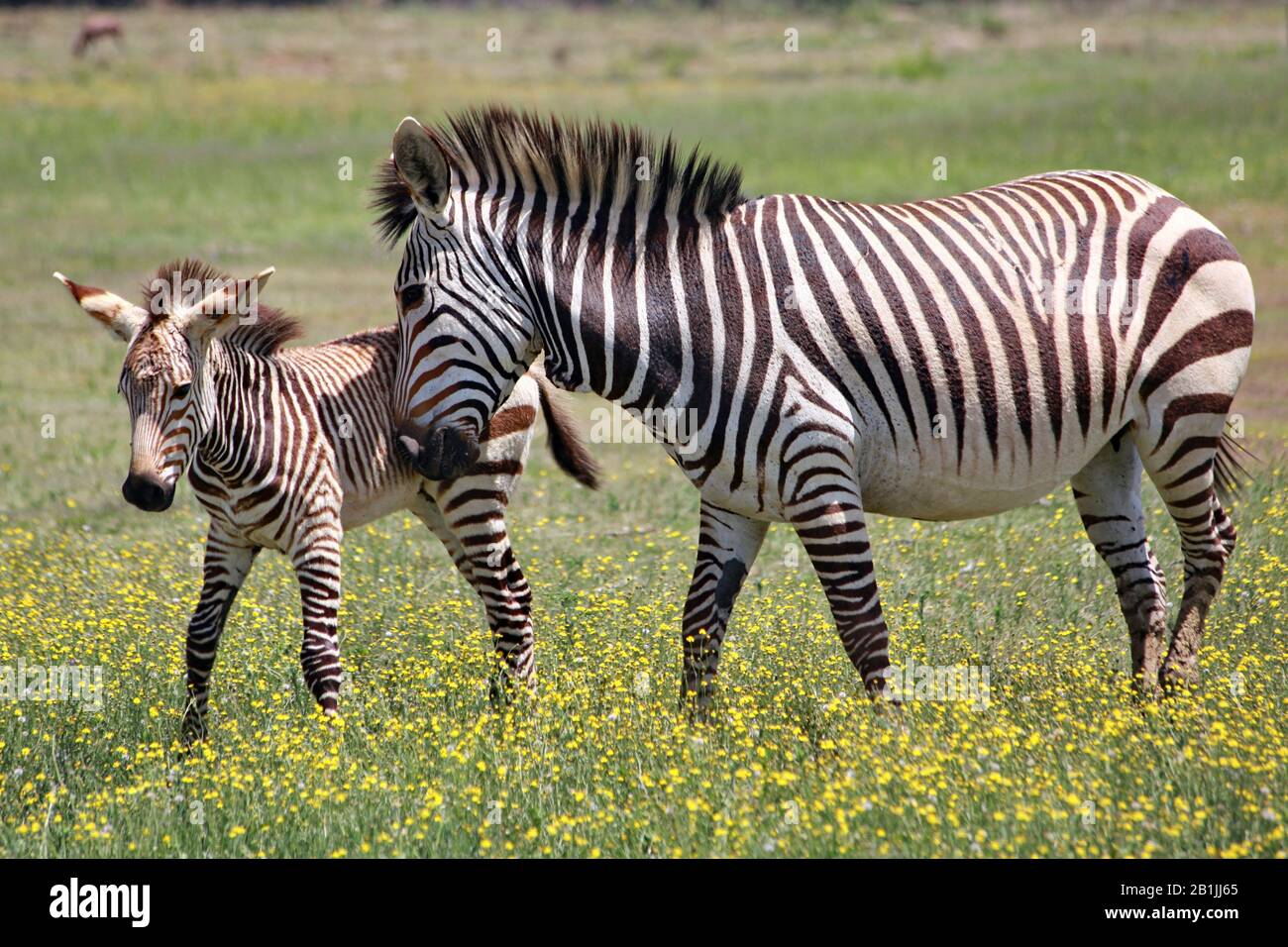 Zebra di Hartmann, zebra di montagna (Equus zebra hartmannae), zebra mare con zebra foal in un prato in fiore, vista laterale, Sud Africa, Lowveld, Krueger National Park Foto Stock