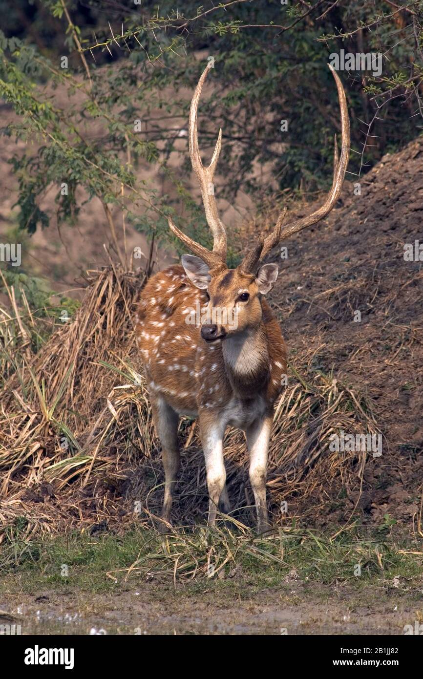 Cervo macchiato, cervo asse, chital (asse Asse, asse del Cervus), toro, India, Bharatpur Foto Stock