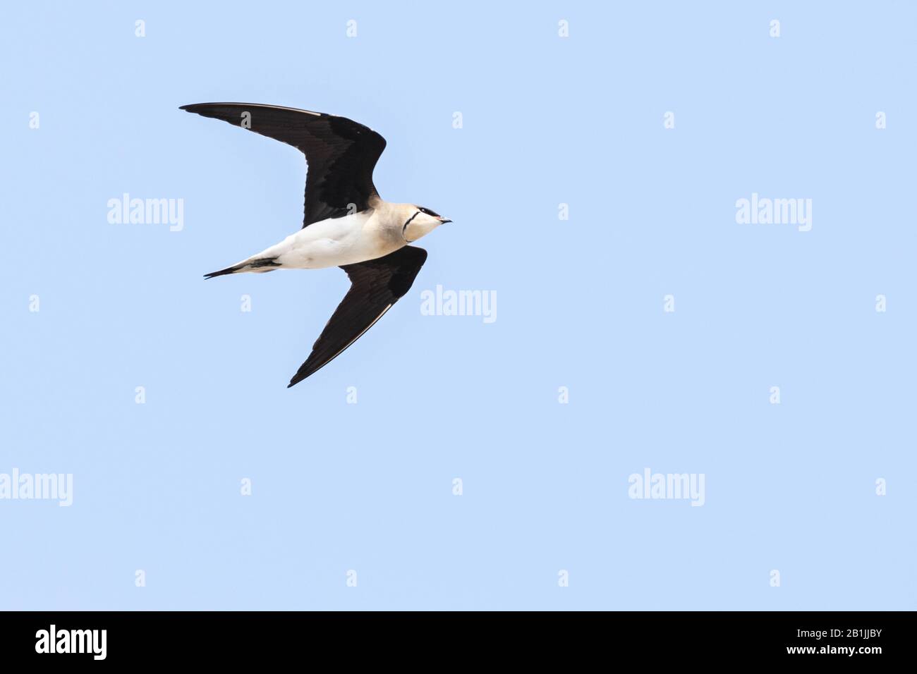 Pratincole alato nero (Glareola Nordmanni), in volo, Kazakistan Foto Stock