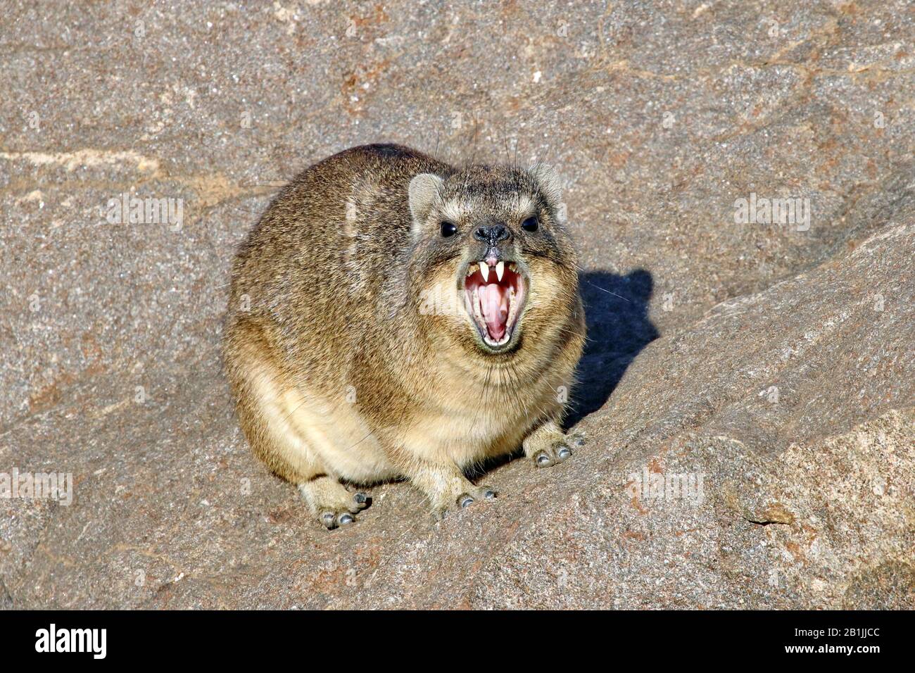 Comune roccia hyrax, roccia dassie (Procavia capensis), si trova su una roccia e barare i denti, vista frontale, Sud Africa Foto Stock