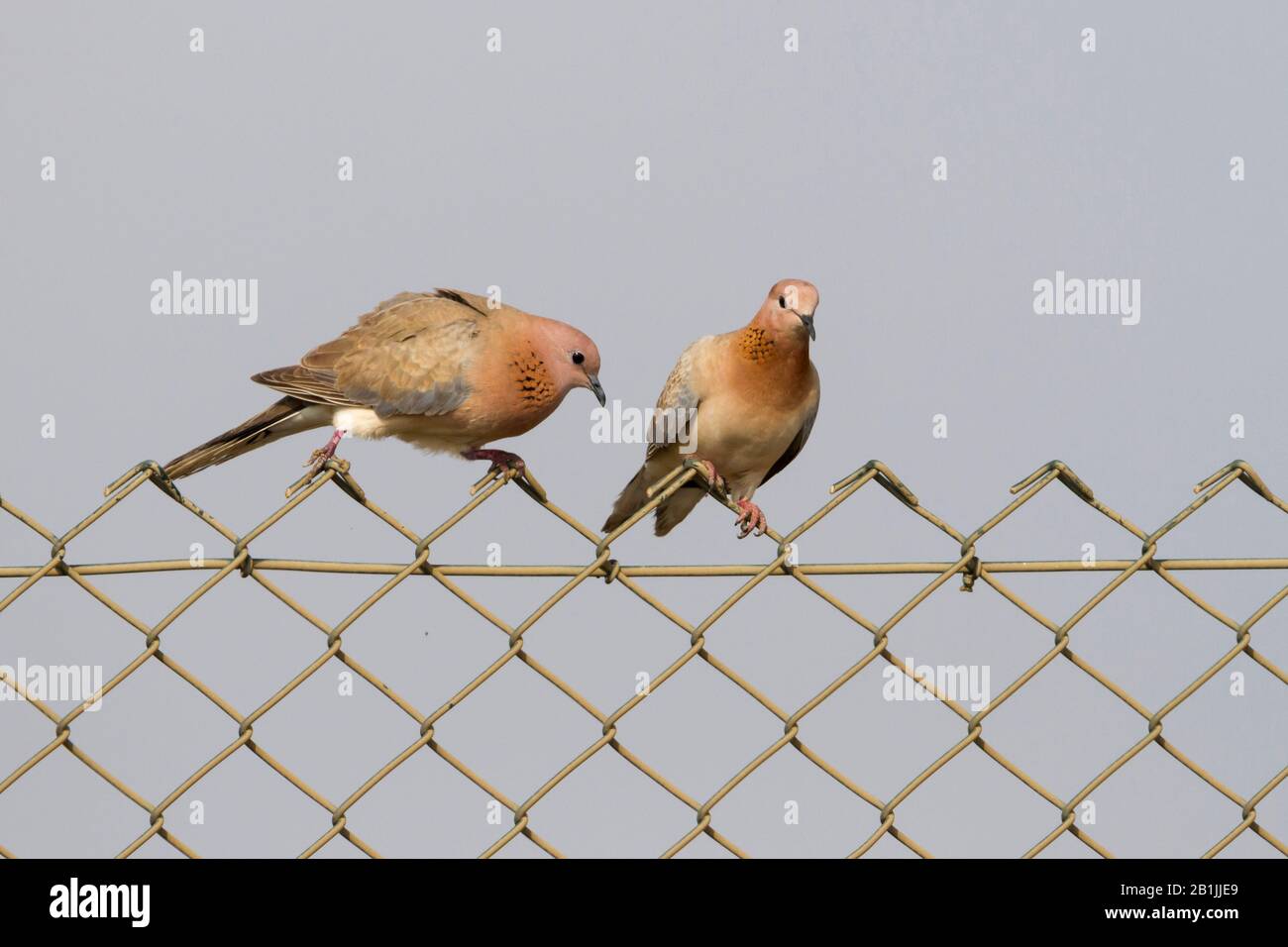 Colomba iranica ridente (Streptopelia senegalensis), due colombe ridenti che perdevano su una recinzione a catena, la Turchia Foto Stock
