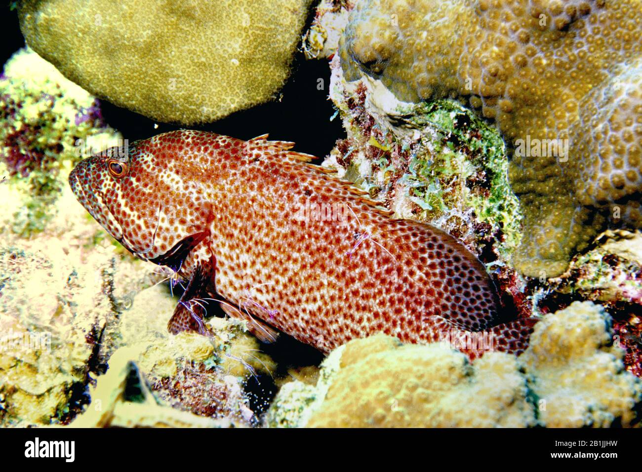 Graysby (Cephalopholis cruentata), Vista laterale, Antille Olandesi, Curacao Foto Stock